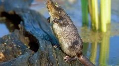 Dishkol (foto): rezident cel mai amuzant și neobișnuit al râurilor rusești